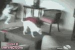 这狗真惨.gif