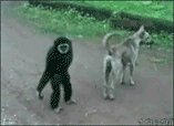 猴子和狗.gif