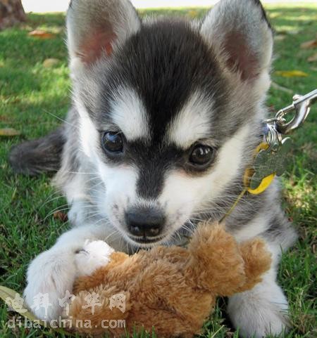 1308676793_218633880_1-Pictures-of--Alaskan-Klee-Kai-Puppies-For-Sale.jpg