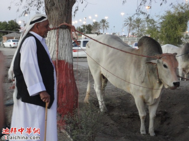 老人与牛