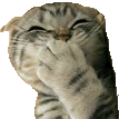 猫咪.gif