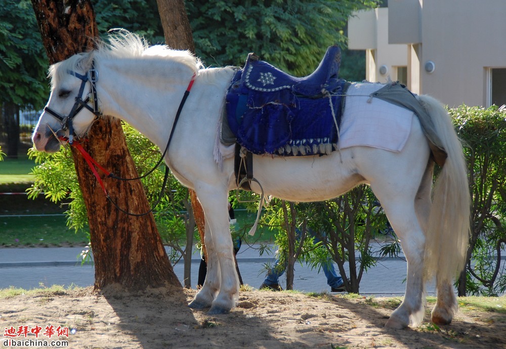 DSC_1205.JPG