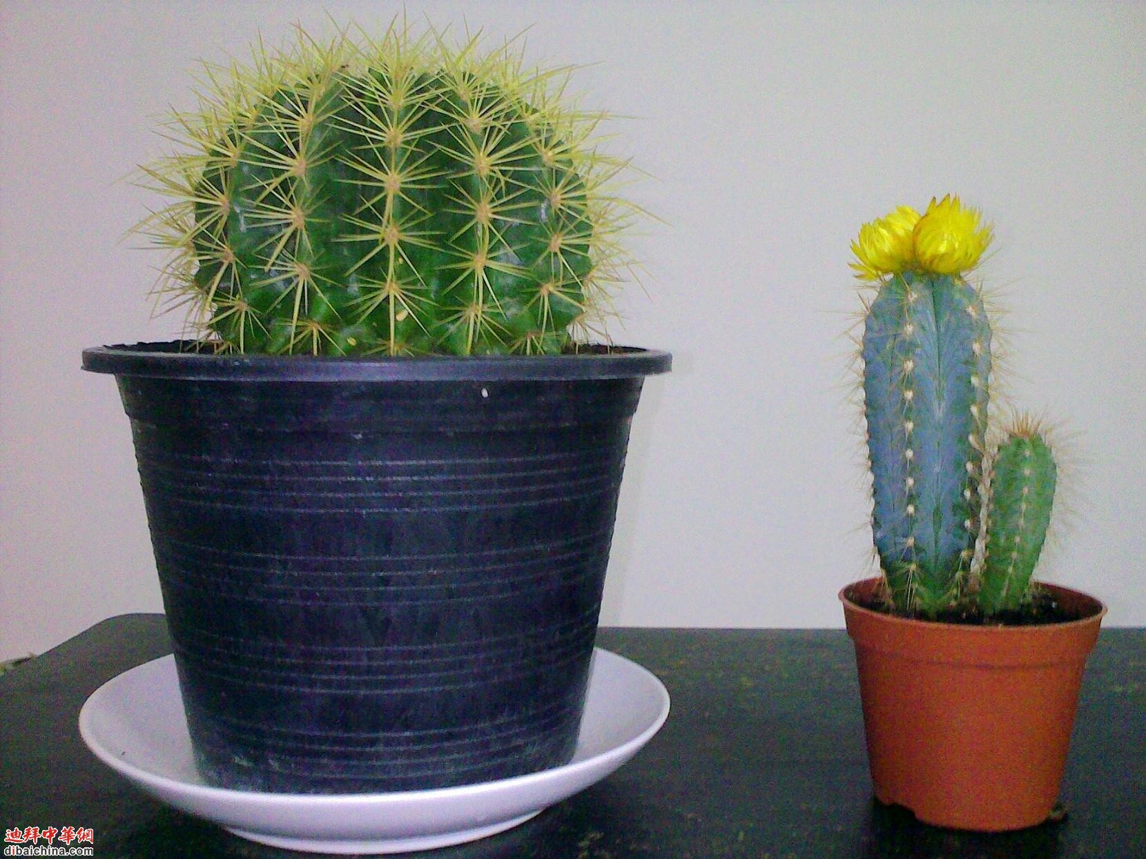 20120226431.jpg