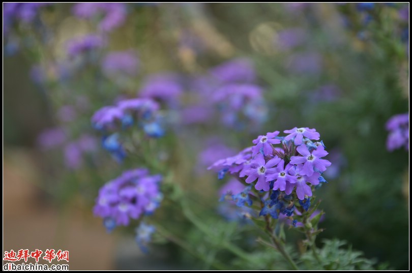 DSC_5597.jpg