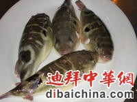 河豚.jpg
