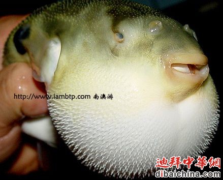 河豚3.jpg
