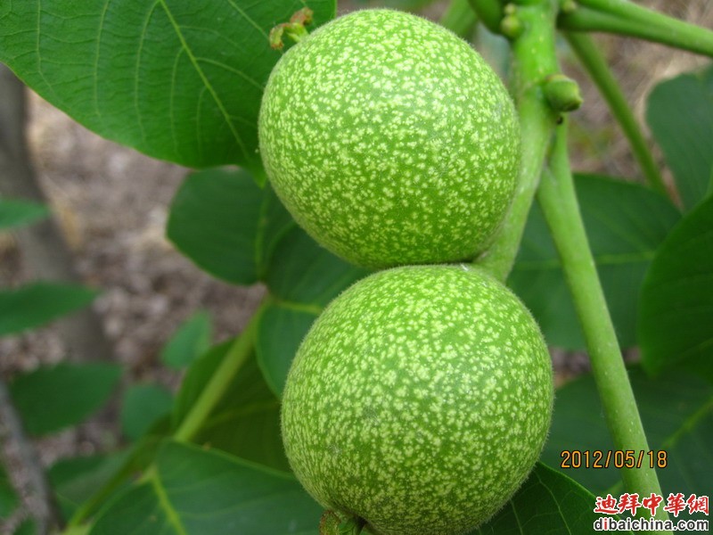 IMG_4660_缩小大小.JPG