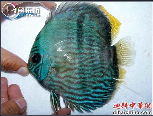 negro流域的