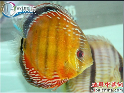 阿联卡流域的
