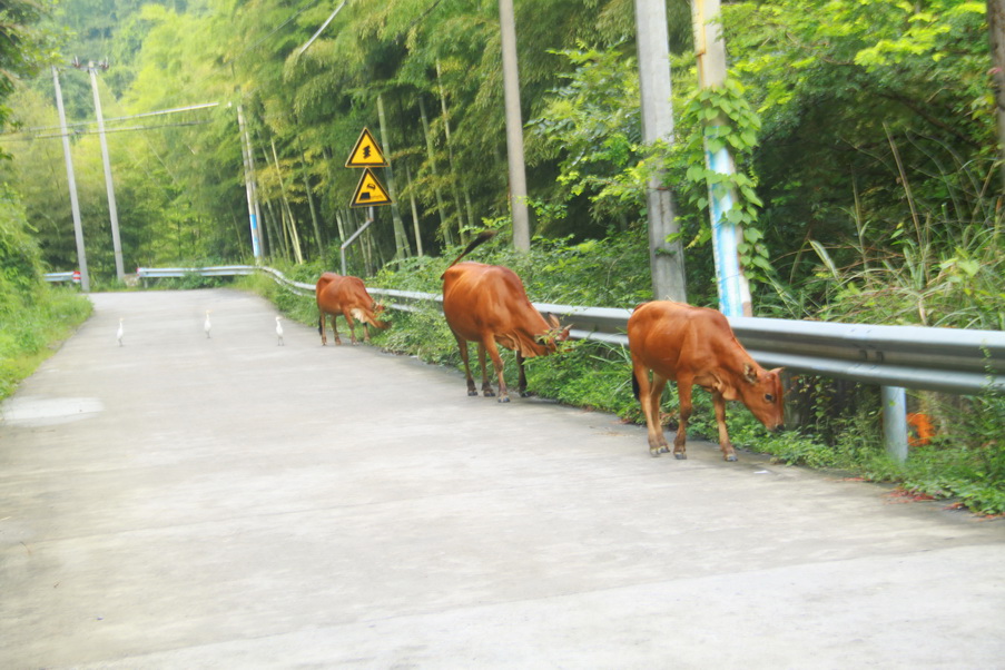 IMG_9156_缩小大小.JPG