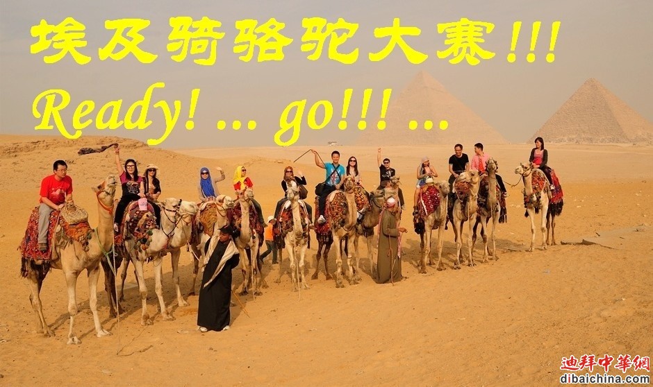 埃及骑骆驼大赛.jpg