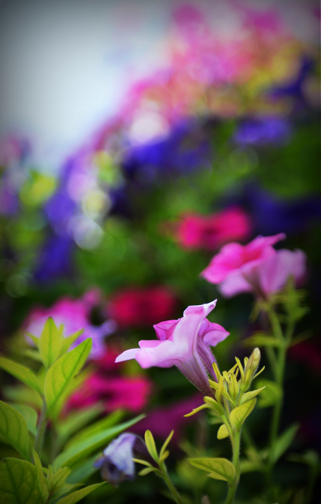 nEO_IMG_DSC_3193.jpg