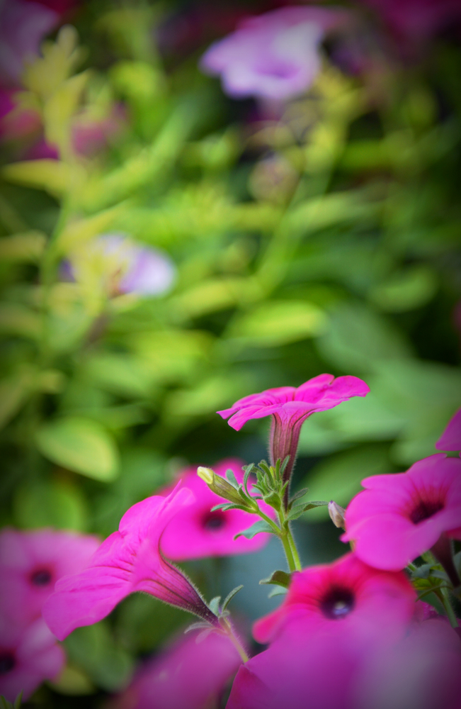 nEO_IMG_DSC_3195.jpg
