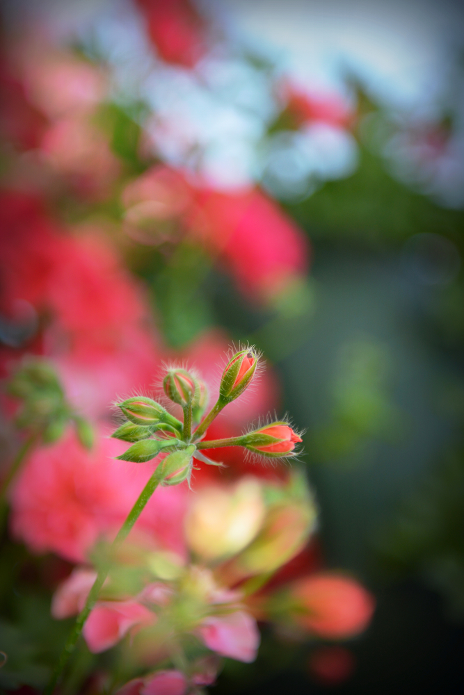 nEO_IMG_DSC_3206.jpg