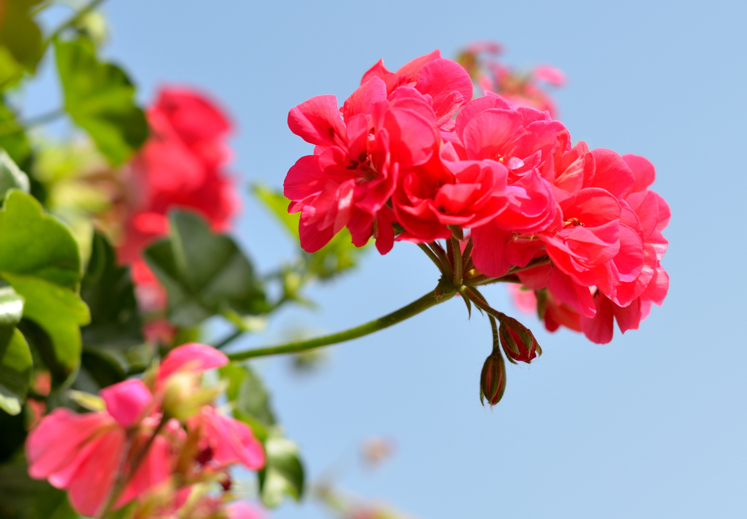DSC_2993.jpg