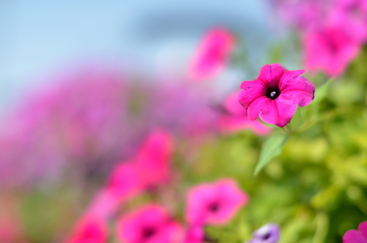 DSC_2988.jpg