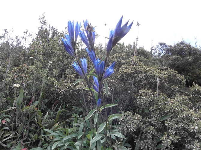 真正纯蓝色的花