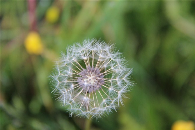 想起一部电视剧，蒲公英之恋