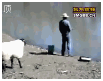 顶.gif