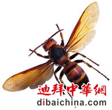 马蜂.jpg