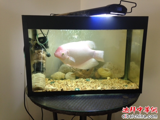招财20140822.JPG