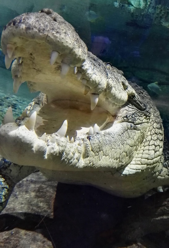 迪拜水族馆鳄鱼