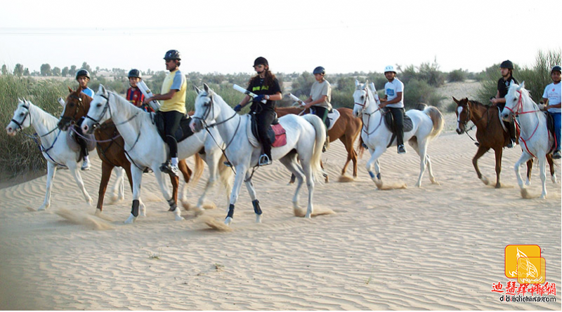2015年12月25日迪拜Hobbies Club骑马体验活动报名帖
