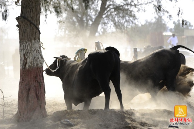 2016年2月26日迪拜赴富基拉垂钓、烧烤看斗牛活动报名贴