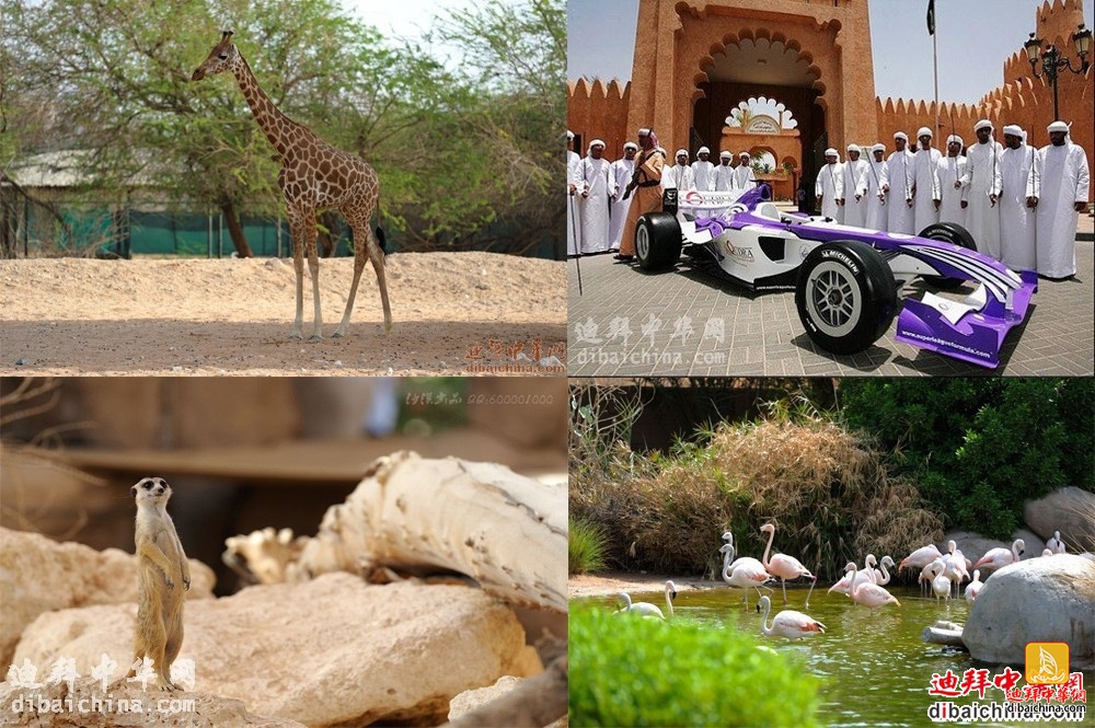 2016年3月4日迪拜华人赴阿莱茵动物园泡温泉活动报名贴