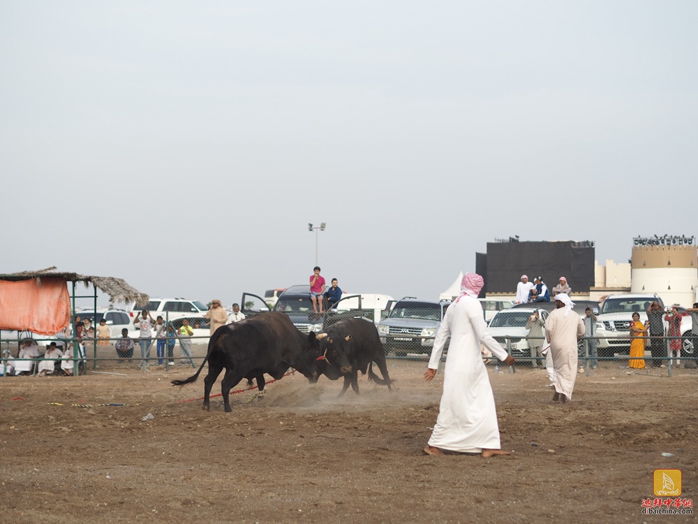 迪拜赴富吉拉垂钓、烧烤看斗牛活动花絮贴