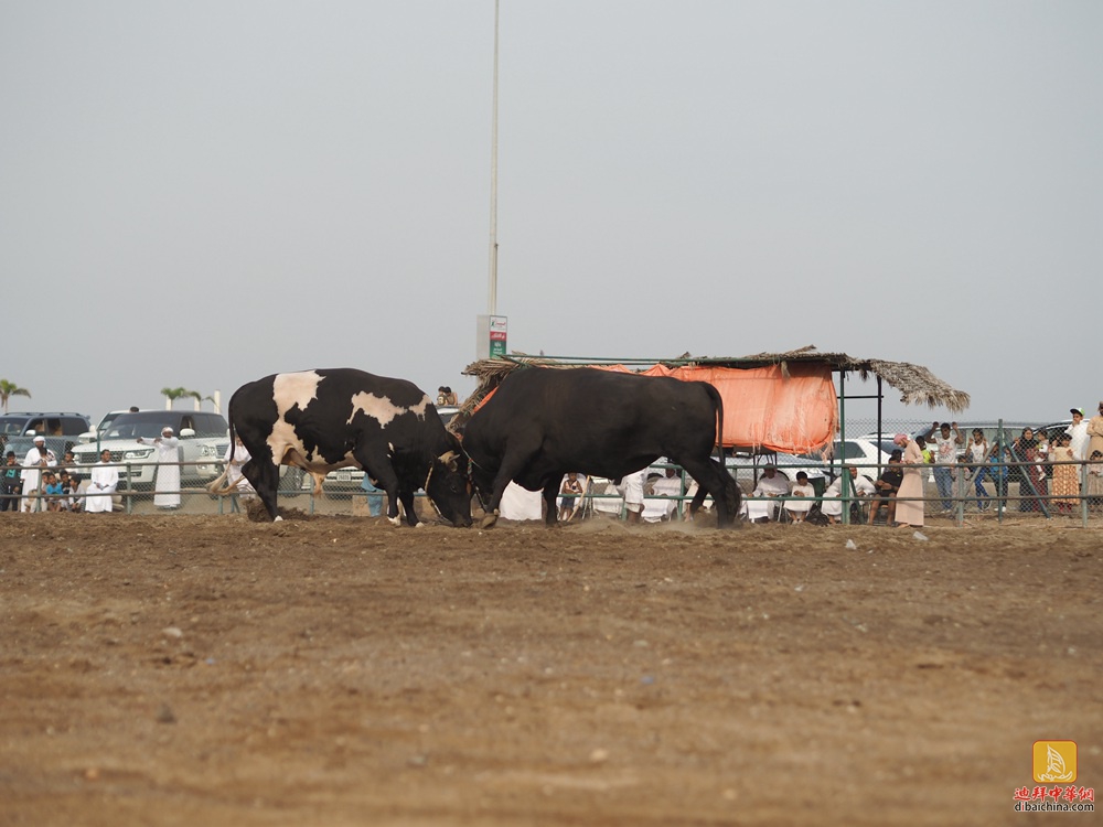 迪拜赴富吉拉垂钓、烧烤看斗牛活动花絮贴