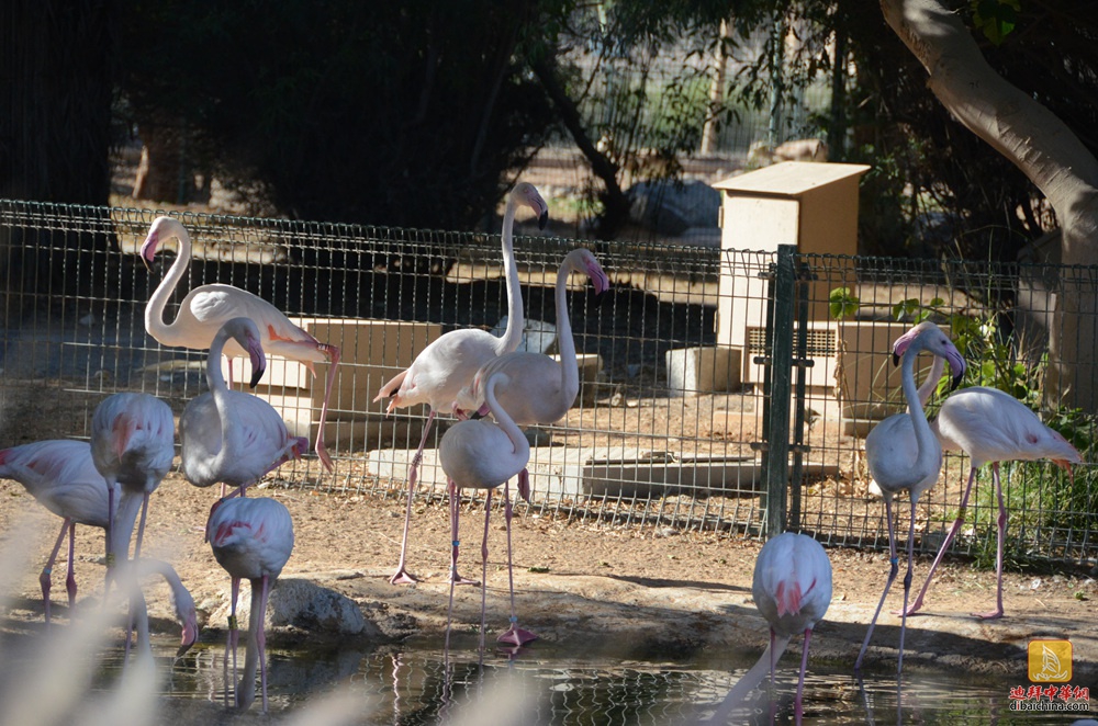 2016年3月4日迪拜华人赴阿莱茵动物园泡温泉活动花絮贴