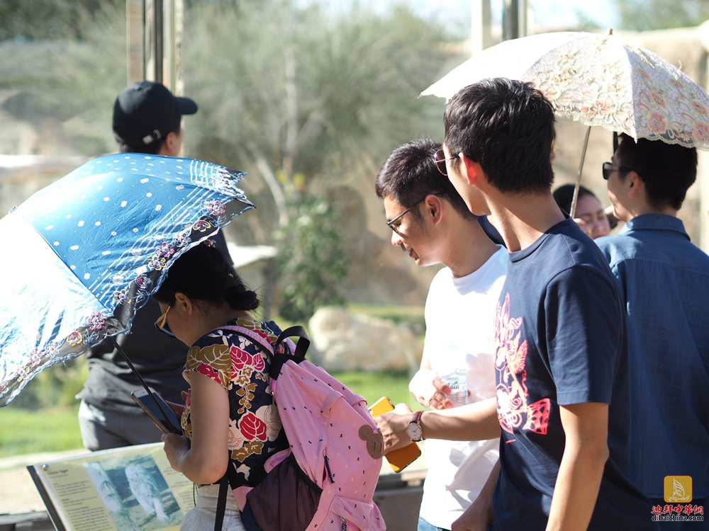 迪拜华人赴阿莱茵动物园泡温泉活动花絮贴