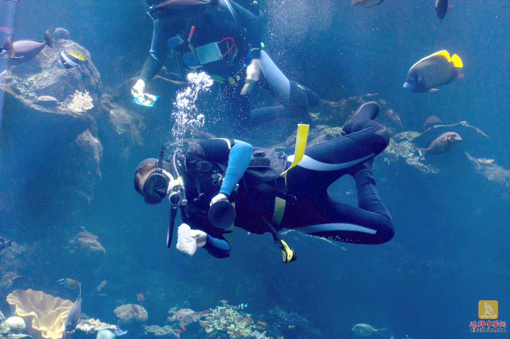 #探海底啦#2016年5月20日Jumeirah体验潜水活动报名帖