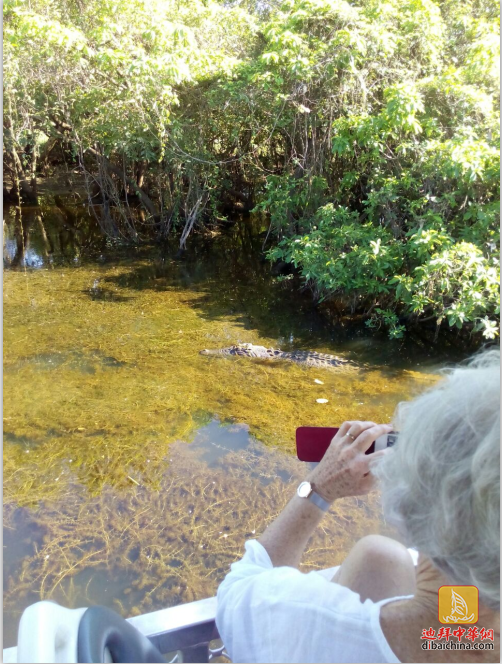 crocodilekakadu.png