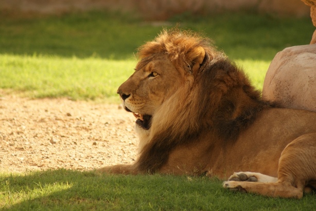 Al_Ain_Zoo_Lion_1.jpg
