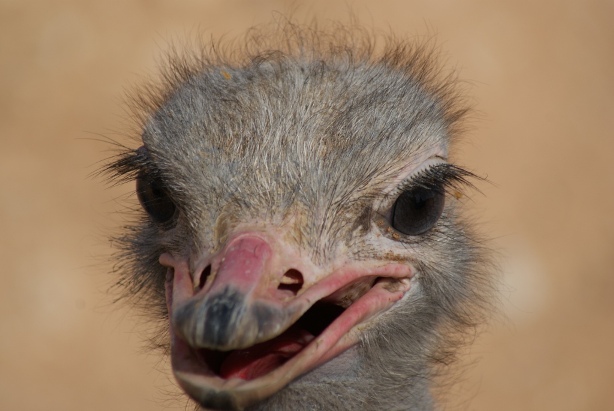 Al_Ain_Zoo_Ostrich_3.jpg